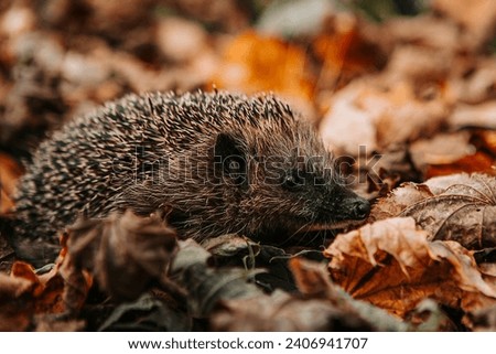 Western European brown-breasted hedgehog (Westeuropäischer Braunbrustigel) in autumn leaves Royalty-Free Stock Photo #2406941707