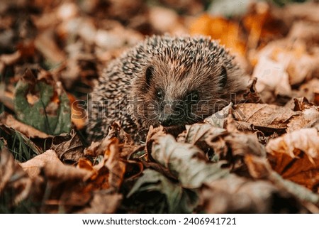 Western European brown-breasted hedgehog (Westeuropäischer Braunbrustigel) in autumn leaves Royalty-Free Stock Photo #2406941721