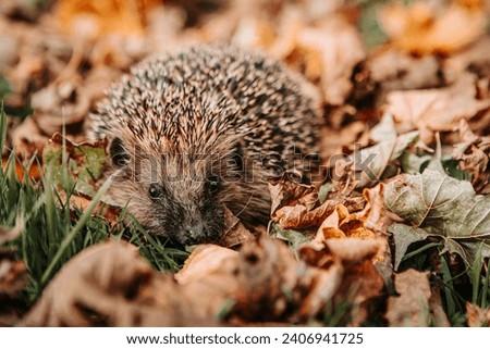 Western European brown-breasted hedgehog (Westeuropäischer Braunbrustigel) in autumn leaves Royalty-Free Stock Photo #2406941725