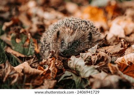 Western European brown-breasted hedgehog (Westeuropäischer Braunbrustigel) in autumn leaves Royalty-Free Stock Photo #2406941729