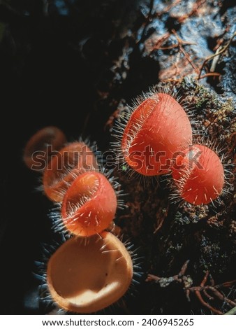 Orange Cup Fungi growing Cookeina tricholoma. 
pictures of mushroom plants to serve as knowledge about wild plants
