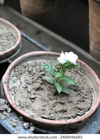 Beautiful Flower Picture For Frame Scenery And White Color Flower in natural soil and atmosphere