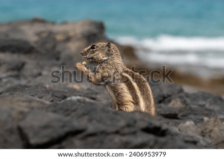 Barbary ground squirrel, atlantoxerus getulus, is endemic to the Atlas mountains in Morocco parts of Algeria. They were introduced to Fuertevetura in 1965 and are widespread across the island