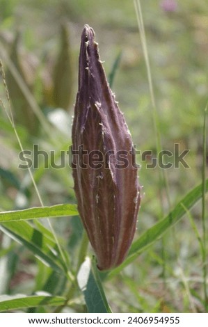 Antelope horn milkweed seed pod monarch butterfly prairie nature outdoor asclepias asperula Royalty-Free Stock Photo #2406954955