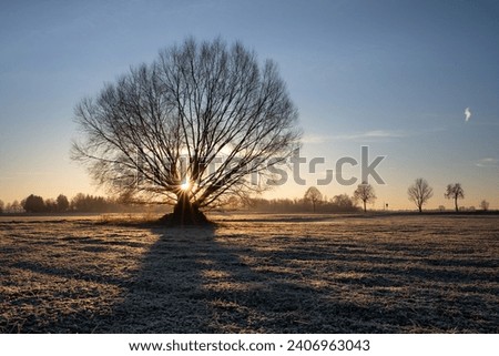 Landscape shot of a bare tree through which the morning sun shines in winter. The grass is frozen. The sun shines golden.