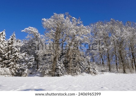 In the forest on a sunny day after a snowfall