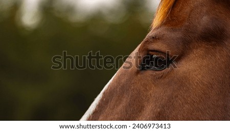 A beutiful horse in the Wild Royalty-Free Stock Photo #2406973413