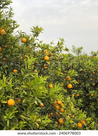 Orange Orchard with fresh organic oranges in a farm Royalty-Free Stock Photo #2406978003