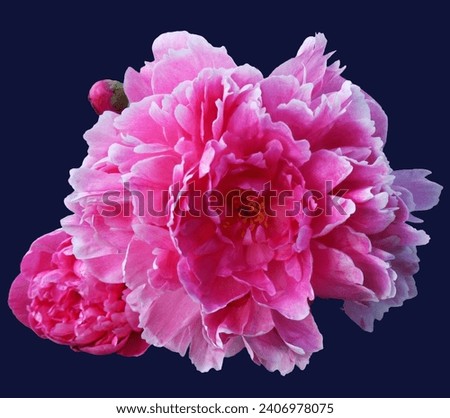 Pink peony with blue background