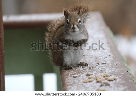 A  squirrel sitting on a deck rail waiting to eat
