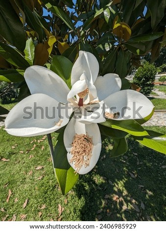 big white evergreen magnolia with flowerstems