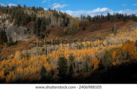 Fall colors have arrived in the Scrub Oak and Aspens in the Colorado highlands of Gunnison National Forest.