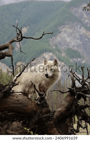 Wolf standing on a log in front of a mountain