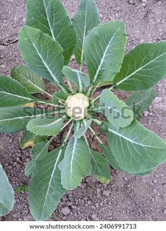 cauliflower plant green plant outdoor photography environmental photography nature beauty photography 