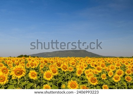 Beautiful sunflower blooming in sunflower field with blue sky background. Lop buri Thailand