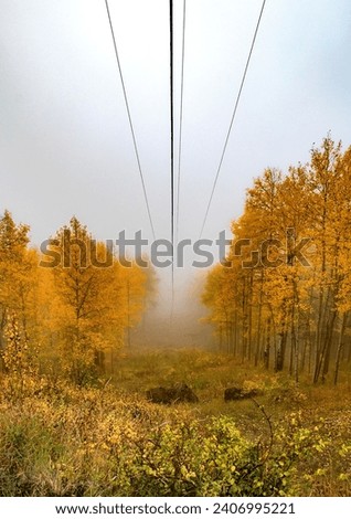Fog has enveloped a Aspen Tree forest during autumn in Colorado