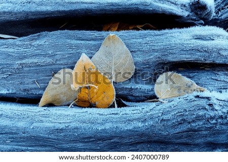Frosty cottonwood leaves on a log Royalty-Free Stock Photo #2407000789