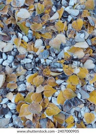 Frosty Cottonwood leaves on rocks Royalty-Free Stock Photo #2407000905