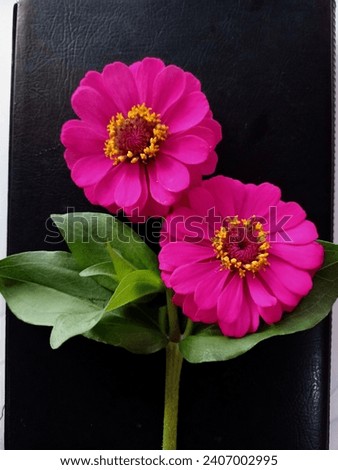 Kembang Kertas (Zinnias) is a genus of plants of the tribe Heliantheae within the family Asteraceae. Decorative plants