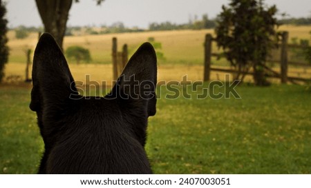 The perspective behind a black german shepherd starring the horizon.