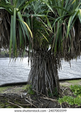 Tree at Coconut Island (Moku ola) in Hilo