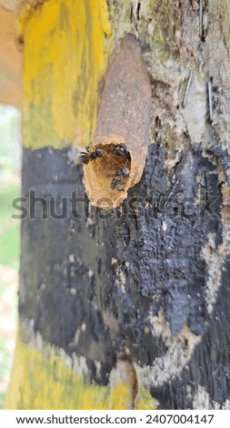 kelulut bee nest, this bee is one of the producers of honey and propolis