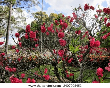Beautiful flowers, Wisteria Gardens, Parramatta Park, Australia Royalty-Free Stock Photo #2407006453