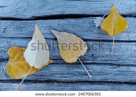 Frosty yellow cottonwood leaves on a log Royalty-Free Stock Photo #2407006581