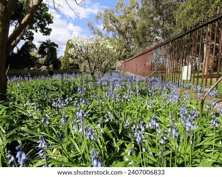 Blue flowers in Spring, Wisteria Gardens, Parramatta Park, NSW, Australia Royalty-Free Stock Photo #2407006833