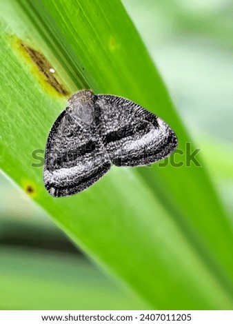 Background of a scolypopa perched on a green grass branch