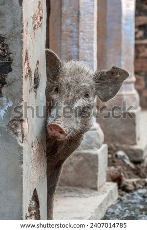 A pig peeps out from behind a wall on the street in an old Indian village.  Royalty-Free Stock Photo #2407014785
