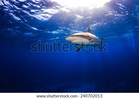 Caribbean reef shark swimming under the surface with sunbeams and a sunburst in Bahamas