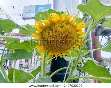 sunflowers that are not full of seeds are on the side of the road
