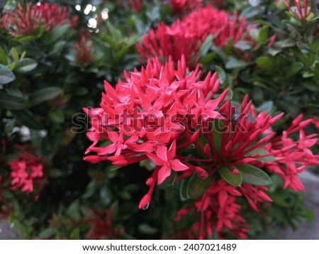 blooming red ashoka flower plants