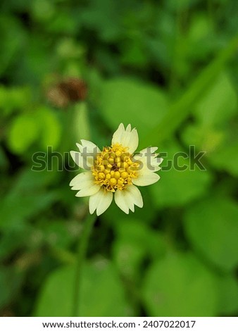 a little weed flower in white and yellow with green weeds background