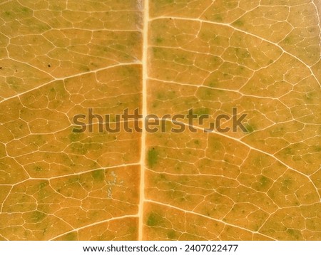 Yellow Leaf Close Up Picture. Plant leaf macro. Plant leaf texture macro Close-up.