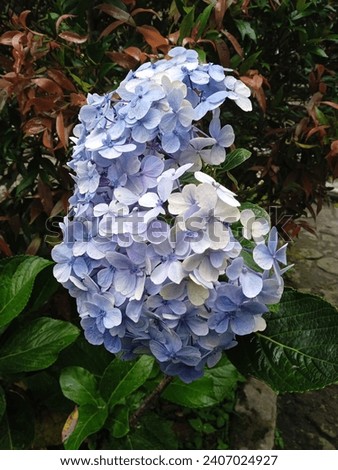 Hortensia (Hydrangea macrophylla) grows and blooms in the garden. Colorful and beautiful flower view in the park.