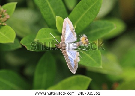 Beautiful Insect  Butterfly Picture Close View Picture 