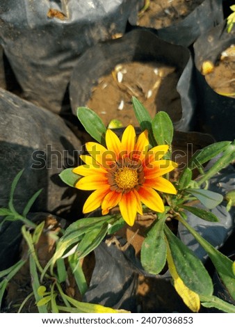 Flower stock - yellow and orange sun flowers stock images,shutterstock flower images, beautiful sun flower gd stock footage 