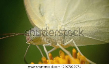 Beautiful butterfly macro photography over yellow flower