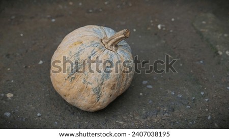 Pumpkin (Cucurbita). The creeping plant is a member of the gourd tribe (Cucurbitaceae). The flesh of the fruit is orange because it contains beta-carotene (provitamin A and also an antioxidant). Royalty-Free Stock Photo #2407038195