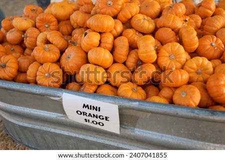 Picture of jack be little mini orange pumpkins on  display at a pumpkin patch.