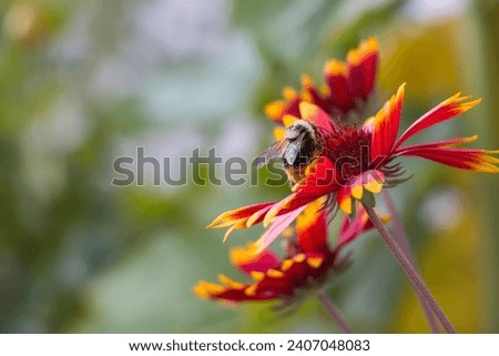 Macro shot of Honey bee in the garden.