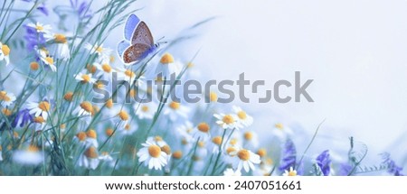 Beautiful wild flowers chamomile, purple wild peas, butterfly in morning haze in nature close-up macro. Landscape wide format, copy space, cool blue t