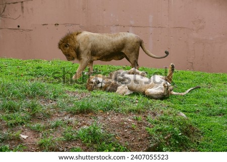 Lion Closup - in the Dehiwala National Park - Dehiwala, Sri Lanka.