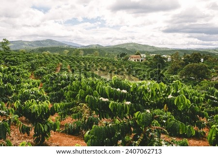 Coffee plantation in Da Lat Vietnam Royalty-Free Stock Photo #2407062713