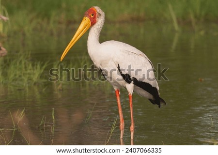Yellow-billed stork, wood stork or wood ibis - Mycteria ibis staning in water at green background. Photo from Okavongo Delta in Botswana.