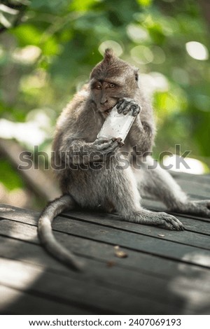 Crab-eating Macaque snacking on trash at the Sacred Monkey Forest Sanctuary in Bali, Indonesia.