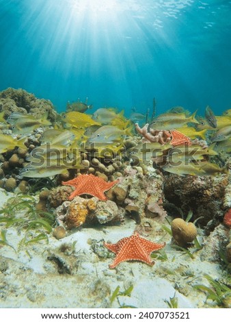 Sunlight underwater on a reef with tropical fish and starfish, Caribbean sea, natural scene, Central America, Panama Royalty-Free Stock Photo #2407073521