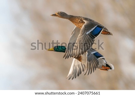 Two Mallard duck in flight (Anas platyrhynchos). In perfect sync. Gelderland in the Netherlands.                             
